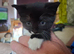 2 kittens