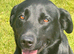 Labrador Black KC Reg 3yrs