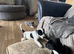 Border Collie long coat X Dalmatian