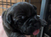 Staffordshire bull terrier x puppies