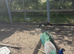 Peafowl for sale