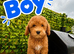 Asian maltipoo 3 boy&2 girl