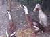 3 runner duck females