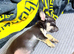 9 week old jack russell cross Chihuahua