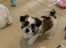 RARE TOY Biewer Maltese Puppies (Biewer Morkie)