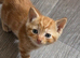 kittens ready now!