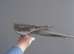 Hand tame male cockatiel
