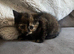 Persian cross kittens ready this Friday