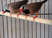 Pair of Hex finches