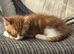9 week female kitten