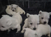 West highland white terrier pups
