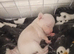 3 week old beautiful chuiahuia puppies all rare colours only 5* homes for these little puddings