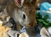 Bunnies for sale now!