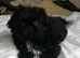 Shih tzu puppies for sale