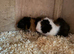 baby boy guinea pigs