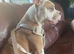 American bulldog