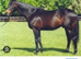 Gentle giant 16.3/17h 7yo unraced Irish TB gelding