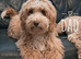 Miniature Australian Labradoodle Puppies.