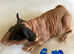 Lovely well handled skinny and Guinea pigs