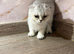 Title Adorable Scottish fold/ Scottish straight Pure Breed