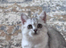 Last TICA registered BSH Black Silver Spotted Tabby Kittens