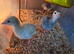 Two-Week-Old Slate Cross Bronze Turkey Chicks for Sale – Bridgwater