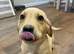 KC Registered Labrador Pups