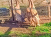 Quartet Blue Dusky Indian Runner Ducks
