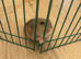 Dwarf hamster