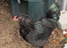 Cockerels - silkie / araucana / silver laced Wyandotte