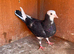 Birmingham rollers pigeons
