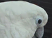Male fully tame