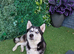 Male and female husky