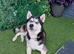 Siberian husky stud