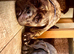 11 Cane Corso cross mastiff chunky puppies for sale