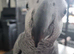 African grey for sale with all DNA papers 1 year old male