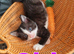 Kittens looking for 5* Homes