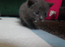Kittens for sale
