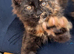 Tica registered Maine coons