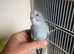 Hand tame budgies