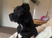 Cane corso x Akita