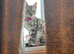 Silver bengal kitten