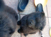 6 Chow Chow Puppies kc registered