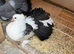 2 Pairs of Young Indian Fantail Pigeons for Sale
