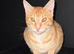 Ginger Savannah