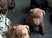 American Staffy