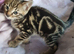 Bengal cross kittens