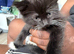 Beautiful kittens