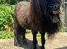 Registered Shetland stallion