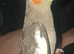 Cockatiel (hand tame)